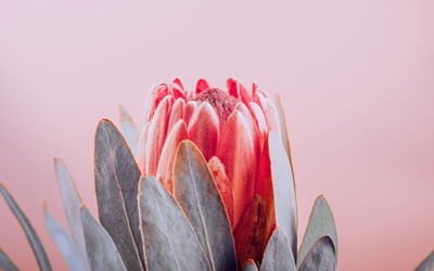 Ljuddämpande tavla - Flower of the royal protea