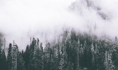 Ljuddämpande tavla - A forest shrouded in fog