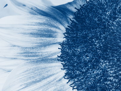 Ljuddämpande tavla - Blue sunflower on a macro