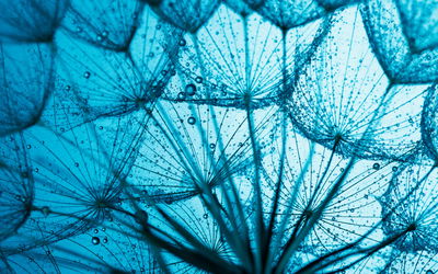 Ljuddämpande tavla - A close-up of a 3d dandelion