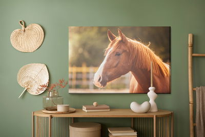 Ljuddämpande tavla - A horse in the paddock