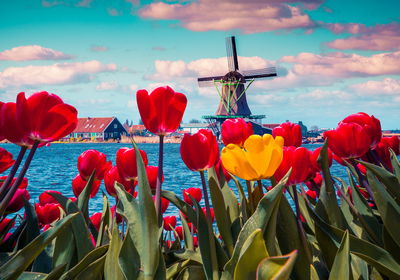 Ljuddämpande tavla - Tulips on a dutch windmill