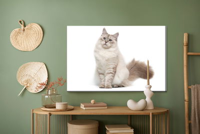 Ljuddämpande tavla - Neva masquarade cat