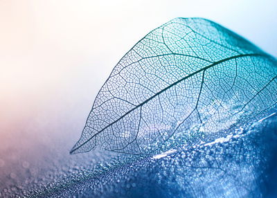 Ljuddämpande tavla - Leaf in macro scale in blue