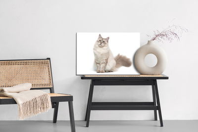 Ljuddämpande tavla - Neva masquarade cat