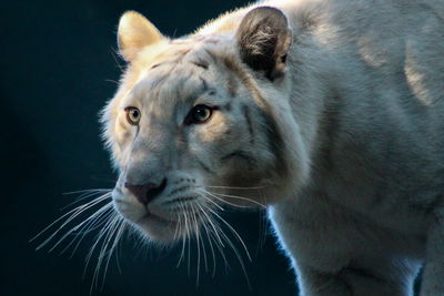 Ljuddämpande tavla - Beautiful white tiger