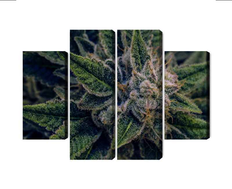 Ljuddämpande tavla - Cannabis plant close up