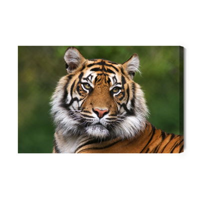 Ljuddämpande tavla - Portrait of a bengal tiger