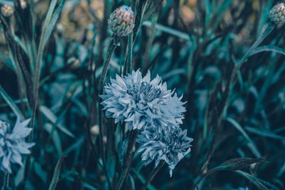 Ljuddämpande tavla - Cornflowers in the meadow 3d