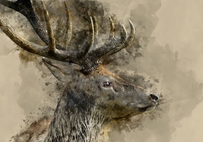 Ljuddämpande tavla - Majestic deer