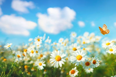 Ljuddämpande tavla - 3d daisy field