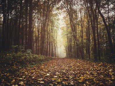 Ljuddämpande tavla - Autumn forest