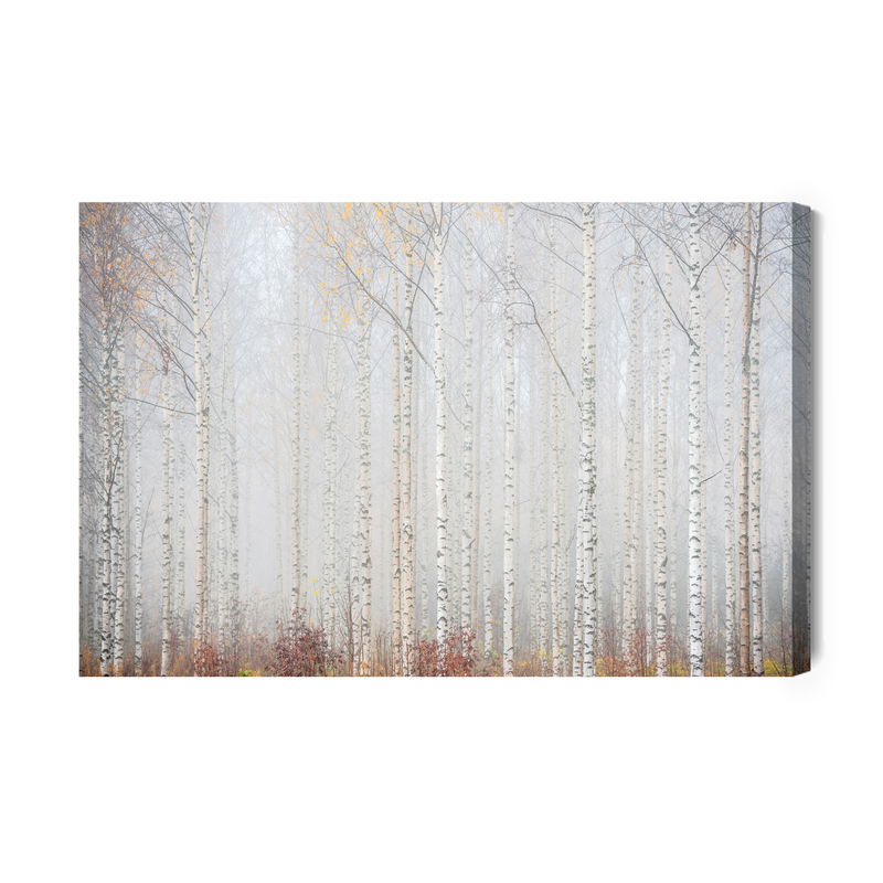 Ljuddämpande tavla - Birch forest in the mist