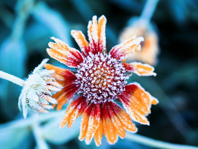 Ljuddämpande tavla - Rudbeckia flowers covered