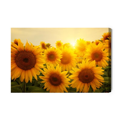 Ljuddämpande tavla - Sunset over the sunflowers