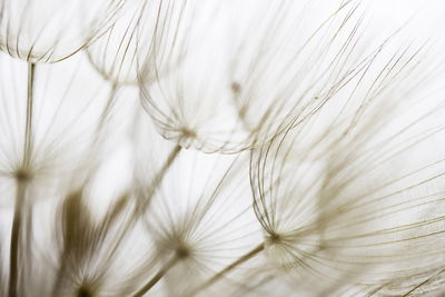 Ljuddämpande tavla - Dandelion seeds
