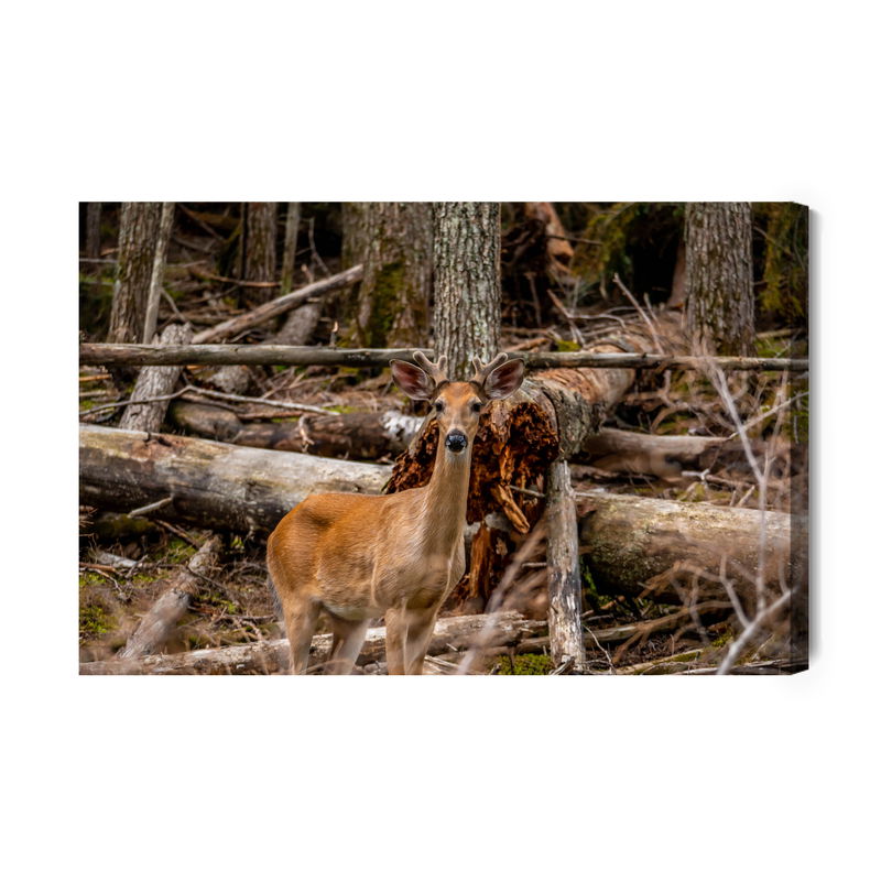Ljuddämpande tavla - A young deer among the trees
