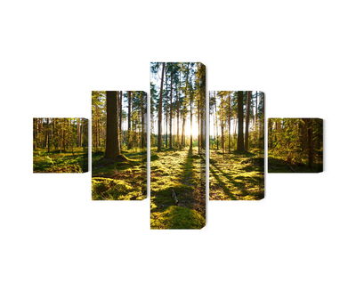 Ljuddämpande tavla - Forest landscape with sunset