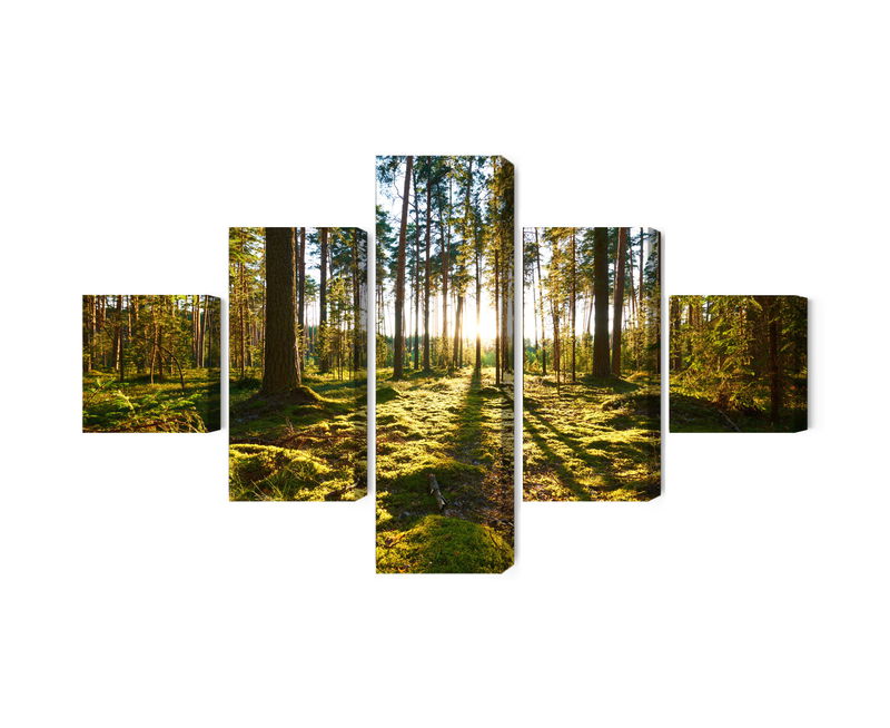 Ljuddämpande tavla - Forest landscape with sunset