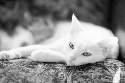 Ljuddämpande tavla - A resting white cat