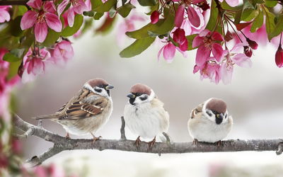 Ljuddämpande tavla - Sparrows among flowers