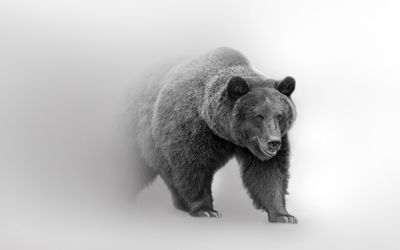 Ljuddämpande tavla - Bear in the fog 3d