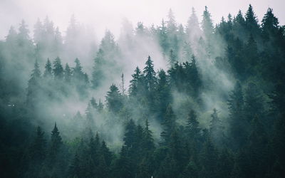 Ljuddämpande tavla - Fog in the green forest