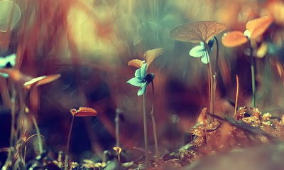 Ljuddämpande tavla - Delicate plants on a macro