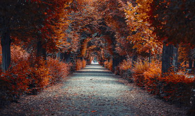 Ljuddämpande tavla - A path deep into the autumn