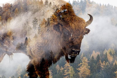 Ljuddämpande tavla - A bison on the background