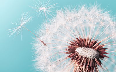 Ljuddämpande tavla - Dandelion flower on a macro