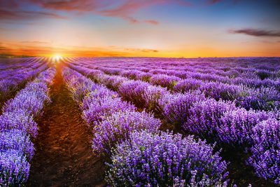 Ljuddämpande tavla - Lavender at sunset