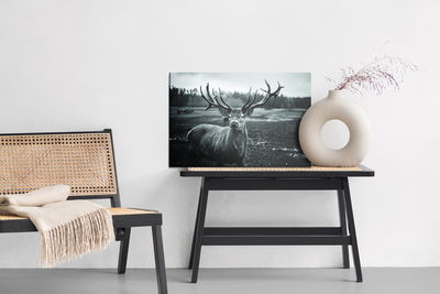 Ljuddämpande tavla - Black and white deer