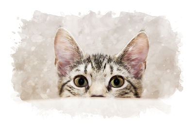 Ljuddämpande tavla - Curious kitten painted