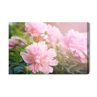 Ljuddämpande tavla - Peony in the sun