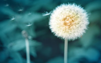 Ljuddämpande tavla - Dandelion flower close up 3d