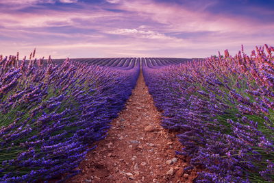 Ljuddämpande tavla - Beautiful lavender field