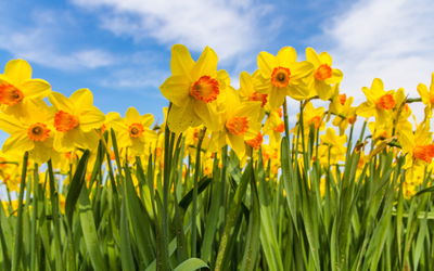 Ljuddämpande tavla - Daffodil field 3d