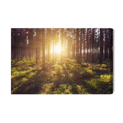 Ljuddämpande tavla - The sun's rays in the forest
