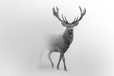 Ljuddämpande tavla - A stately deer in the fog
