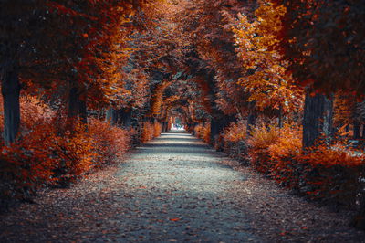 Ljuddämpande tavla - A path deep into the autumn