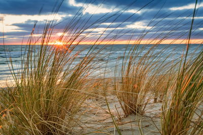 Ljuddämpande tavla - Sunrise on the beach of rügen