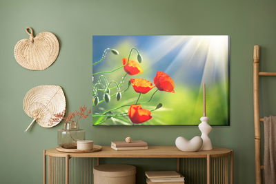 Ljuddämpande tavla - Poppies in the sunshine