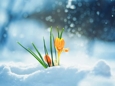Ljuddämpande tavla - Yellow crocuses breaking