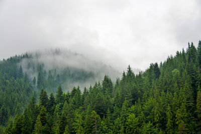 Ljuddämpande tavla - Fog over the coniferous