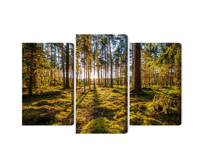 Ljuddämpande tavla - 3d sunny forest landscape