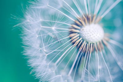 Ljuddämpande tavla - Dandelion on a macro scale