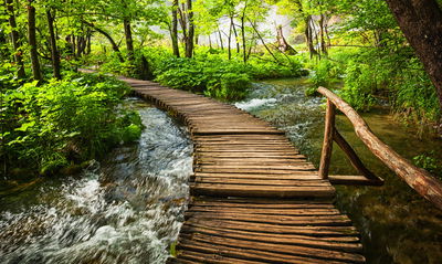 Ljuddämpande tavla - Wooden pier in the forest