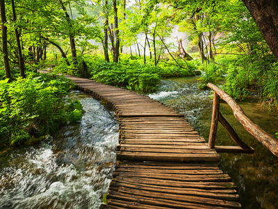 Ljuddämpande tavla - Wooden pier in the forest