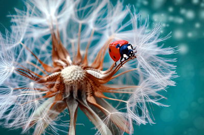 Ljuddämpande tavla - Ladybug on a dandelion